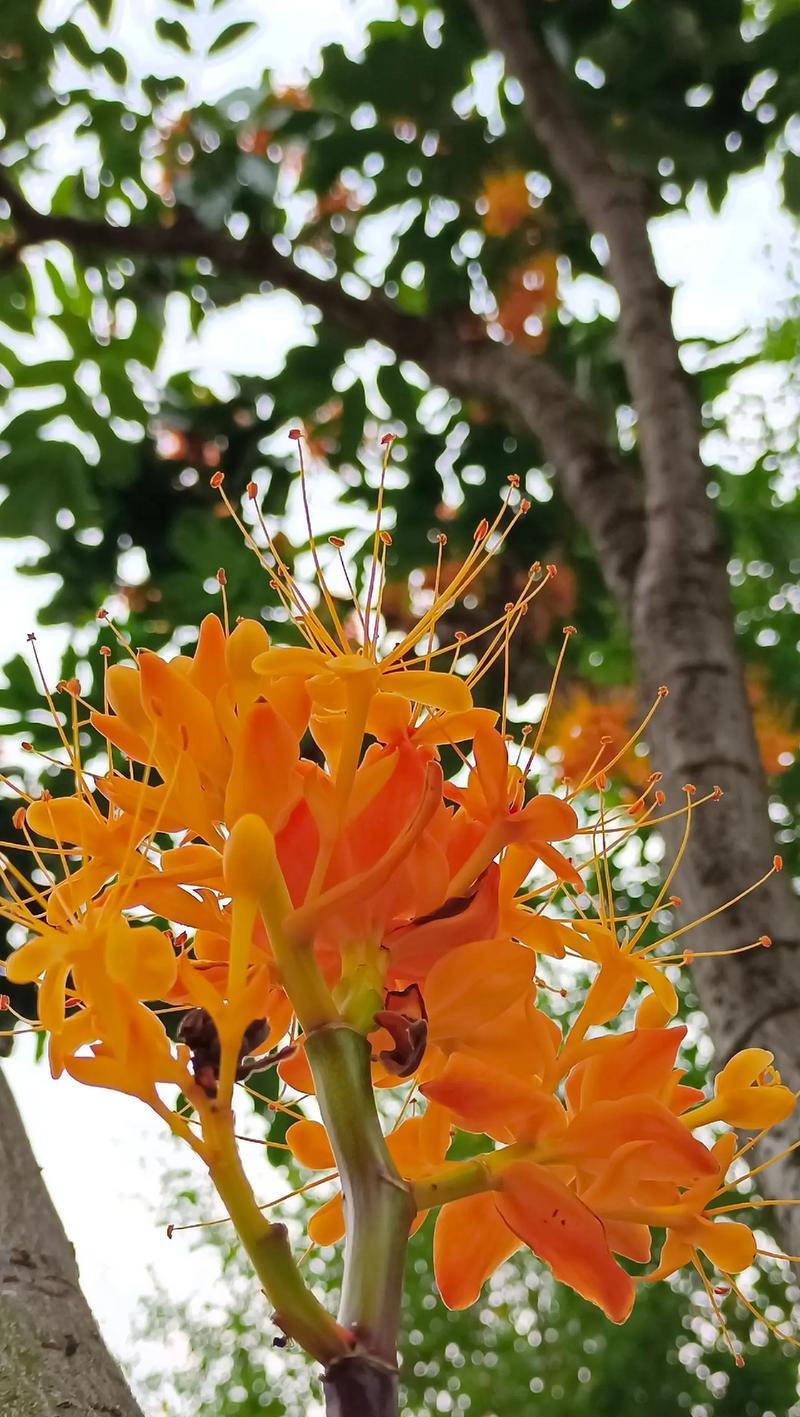 愿爱无忧的花语具体指什么？
