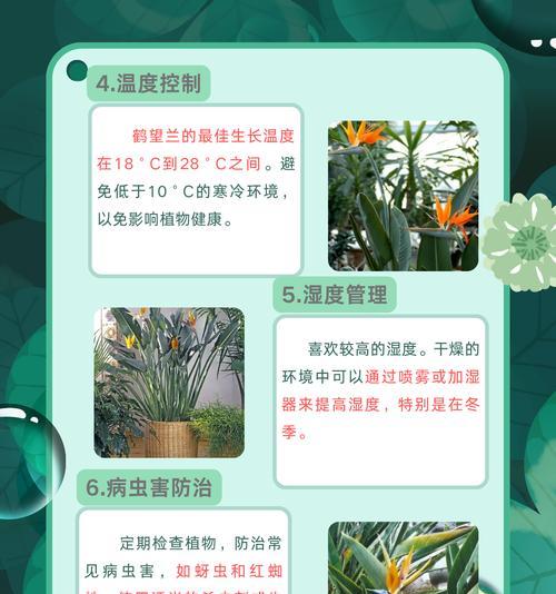 鹤兰花的花语代表什么？
