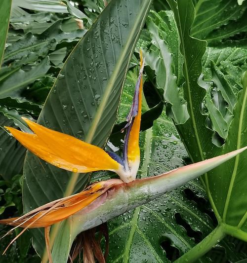 鹤兰花的花语代表什么？