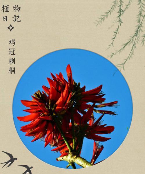 白花枝的花语和寓意是什么？花语中蕴含了哪些情感？