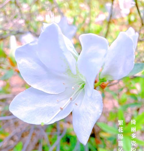 白花枝的花语和寓意是什么？花语中蕴含了哪些情感？