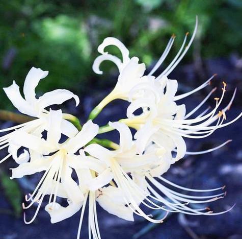 白花枝的花语和寓意是什么？花语中蕴含了哪些情感？