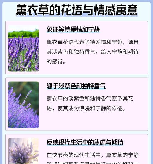迎着春风的花语是什么？它传达了怎样的情感和信息？