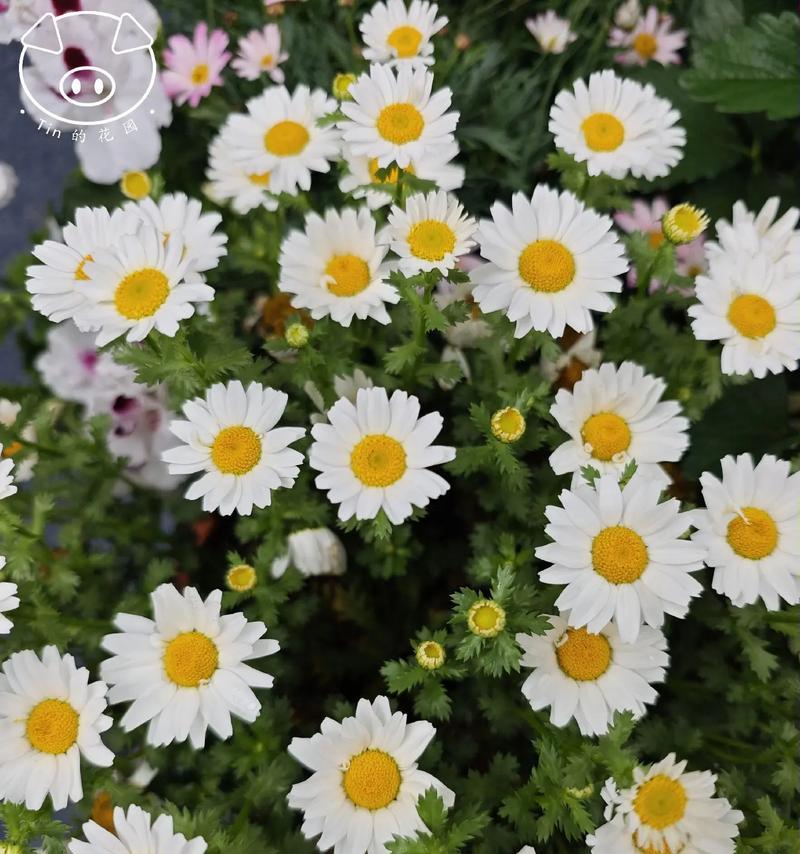 秋天送花的花语是什么？秋天送花的寓意有哪些？