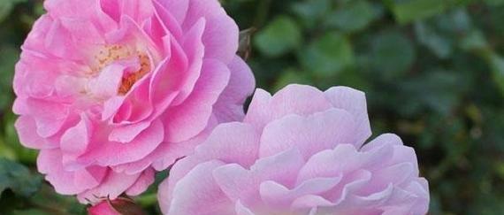 虹色蔷薇的花语是什么呢？虹色蔷薇代表了什么？