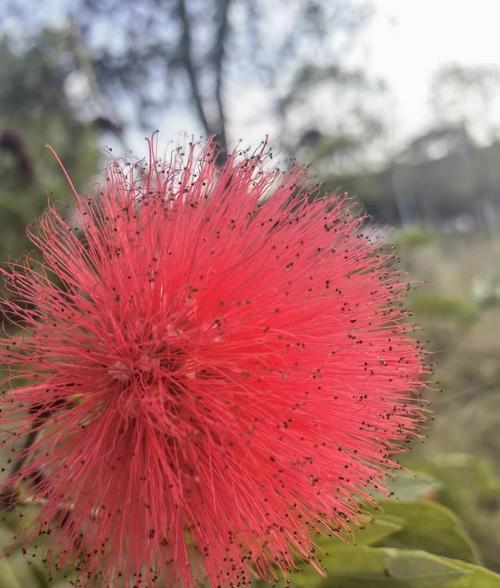 哪种花的花语是调皮可爱？