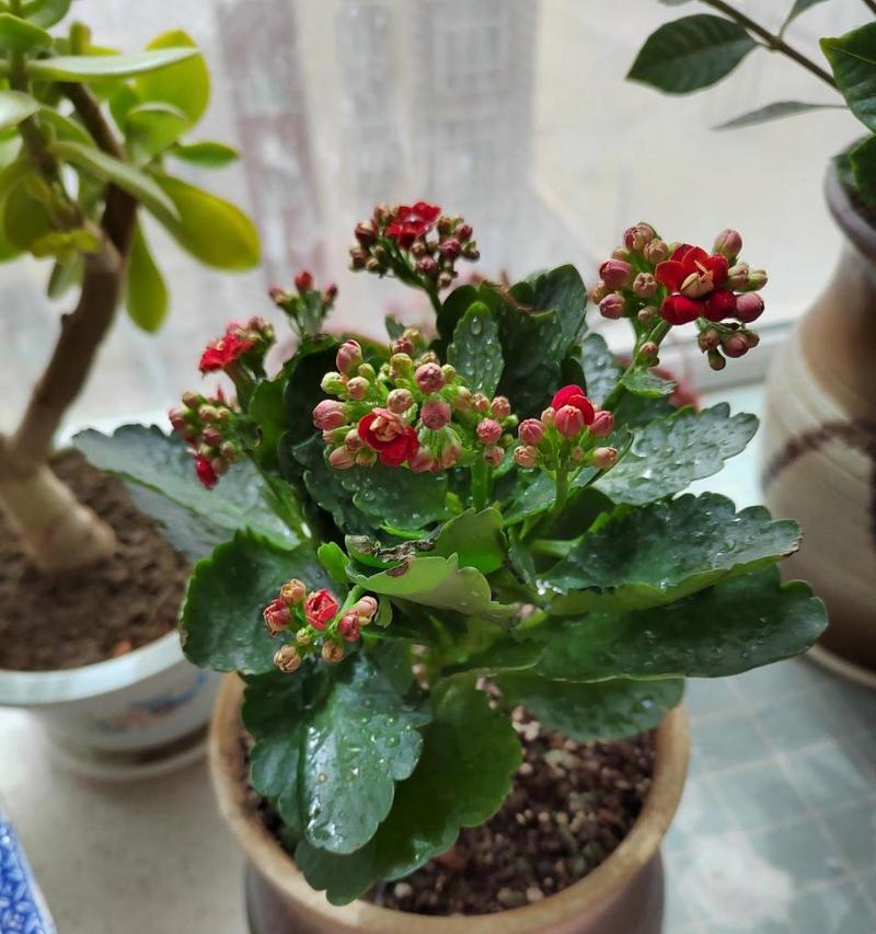 哪种花代表长寿？长寿花语是什么？