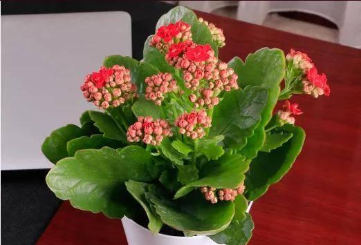 哪种花代表长寿？长寿花语是什么？