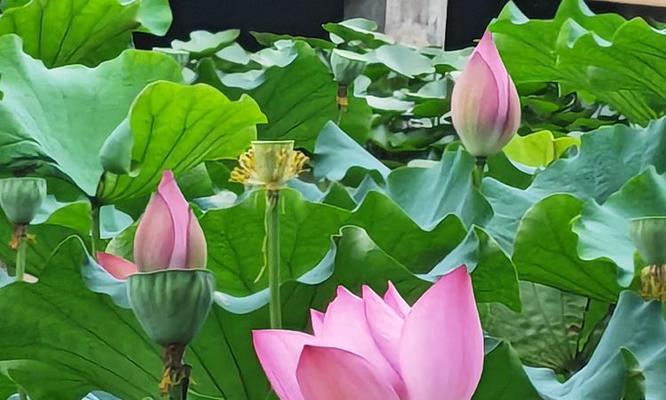 哪种花象征谦虚？谦虚的花语是什么？