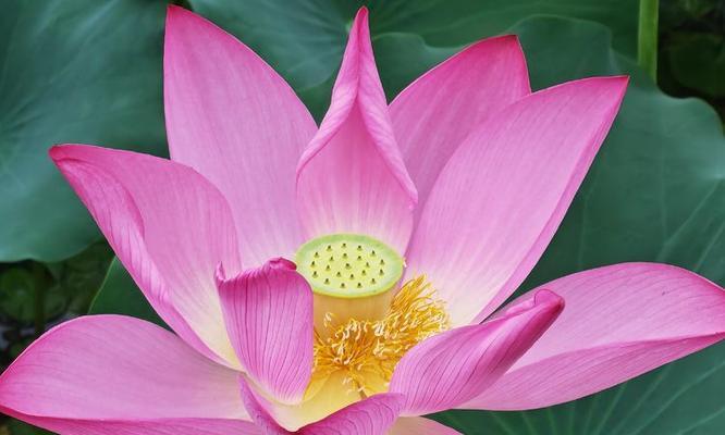 哪种花象征谦虚？谦虚的花语是什么？
