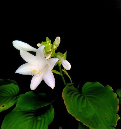 白玉龙这种花的花语代表了什么？