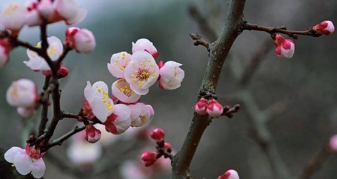 白玉龙这种花的花语代表了什么？