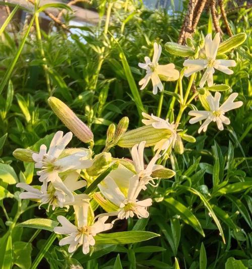 白玉龙这种花的花语代表了什么？