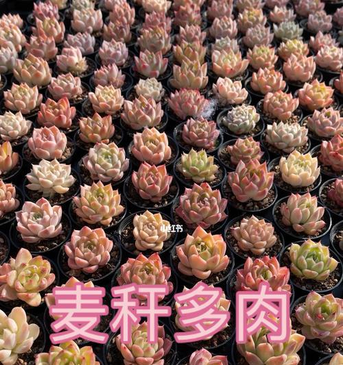 多肉麦秆的花语有何含义？
