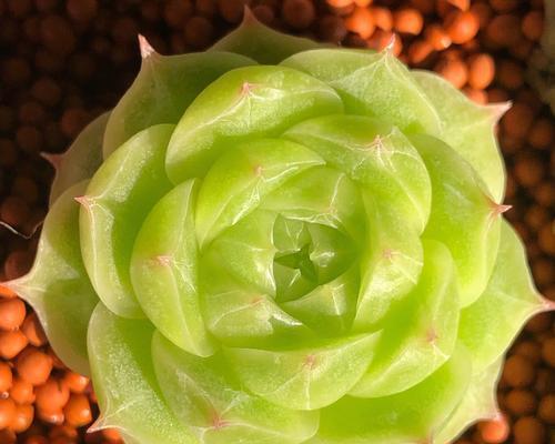 多肉麦秆的花语有何含义？