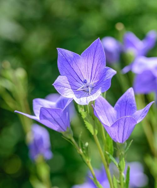 高冷的花语是由哪种花来表达的？它的名字是什么？