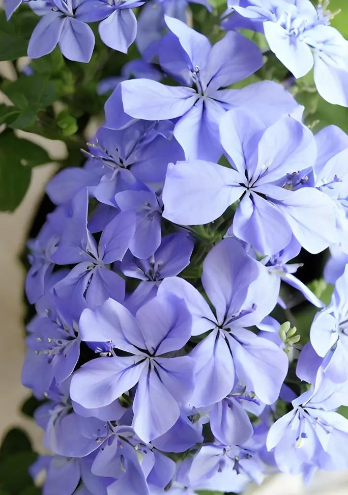 哪些花的花语带有高冷特质？