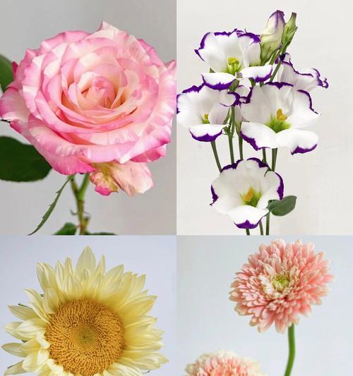 道具轻盈的花语代表什么？轻盈花语有何寓意？