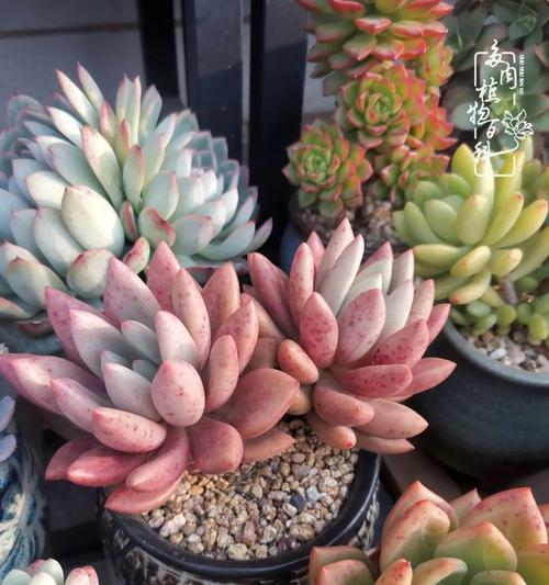 胸上紫玫瑰花痣的寓意是什么？有何象征意义？