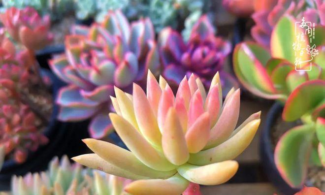 胸上紫玫瑰花痣的寓意是什么？有何象征意义？