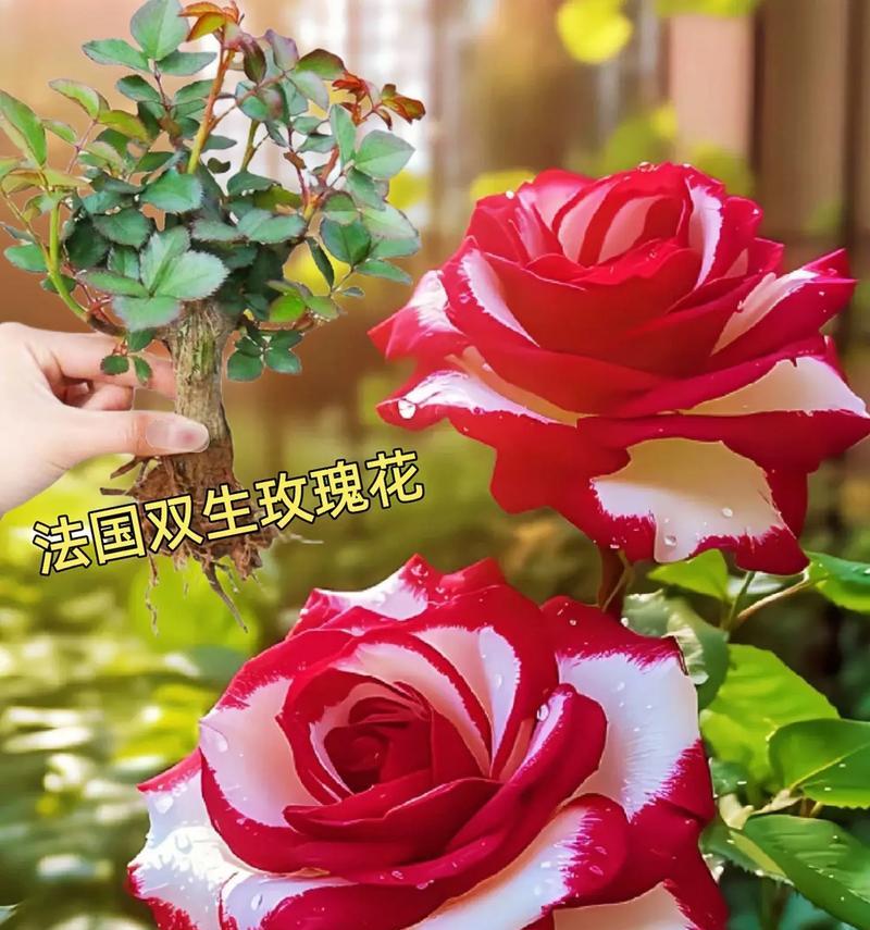 哪种玫瑰花的花语最吸引人？最好看的玫瑰花语是什么？