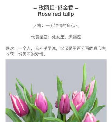 郁金香的花语拼音是什么？如何正确发音？