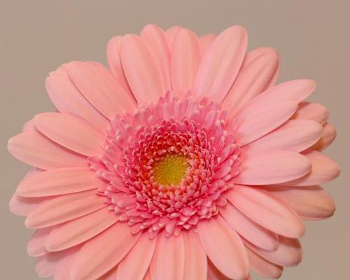 雏菊柠檬酒的花语有何寓意？它适合什么场合使用？