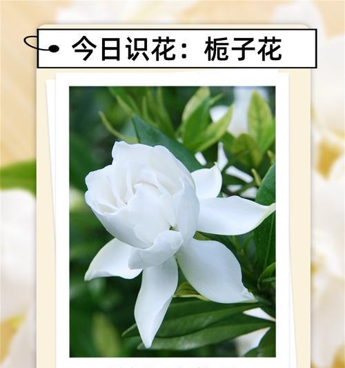 什么花象征着真诚坚强？花语中有哪些表达？