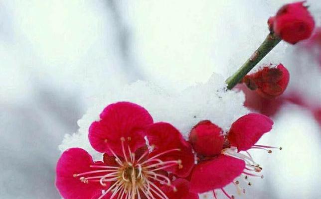 什么花象征着真诚坚强？花语中有哪些表达？