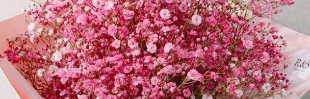 满天洪水的花语代表了什么含义？
