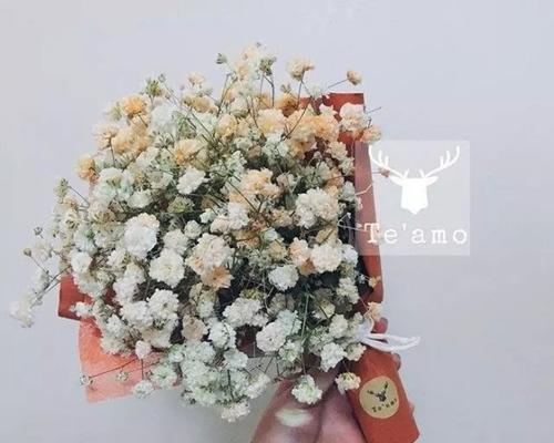 满天洪水的花语代表了什么含义？