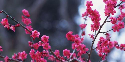 青竹梅的花语代表什么？它在花语文化中扮演什么角色？