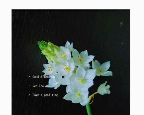 秀气大方漂亮的玫瑰花语有何含义？