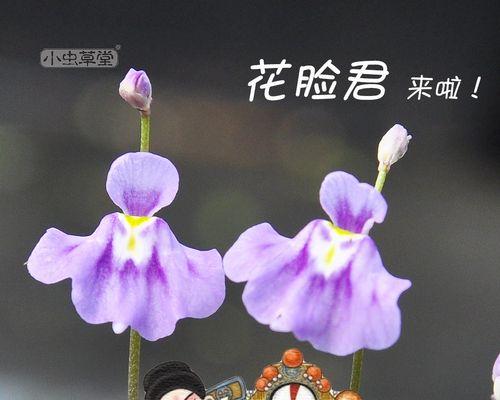 禾叶狸藻的花语是什么？它代表了什么含义？