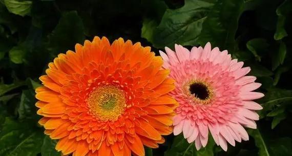 哪种花象征坚持不懈？花语中代表毅力的花是什么？