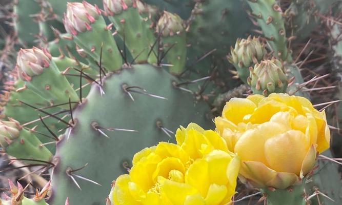 冷门绝美的花语是什么呢？这些稀有花卉的花语有何特别之处？