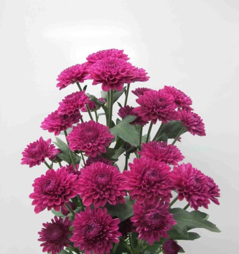 冷门绝美的花语是什么呢？这些稀有花卉的花语有何特别之处？
