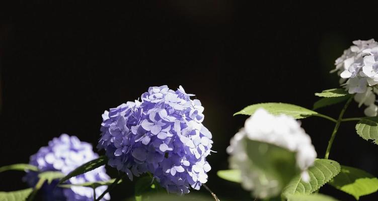 冷门绝美的花语是什么呢？这些稀有花卉的花语有何特别之处？