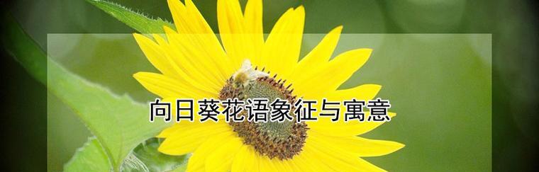 爱与喜欢的花语是什么意思？花语如何表达爱慕之情？