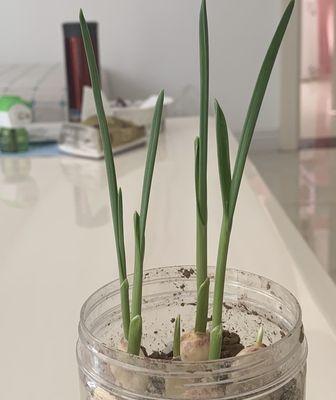 小蒜苗的花语功效有哪些？它有何特点？