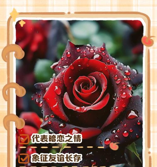 25朵玫瑰传达的花语寓意是什么？