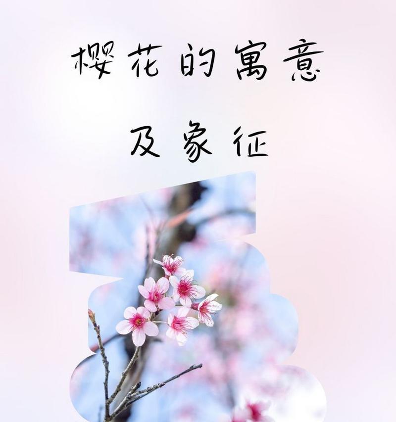 樱花的花语有何特别含义？