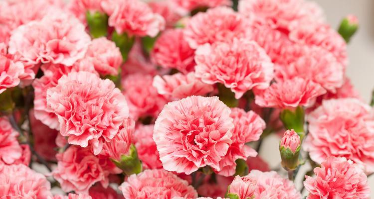 四十岁生日的花语是什么？有哪些花代表成熟魅力？