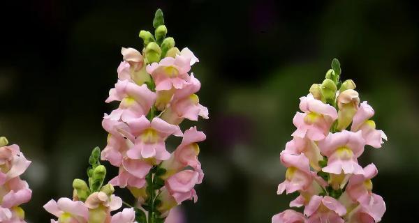 花语星卡师中包含哪些花？