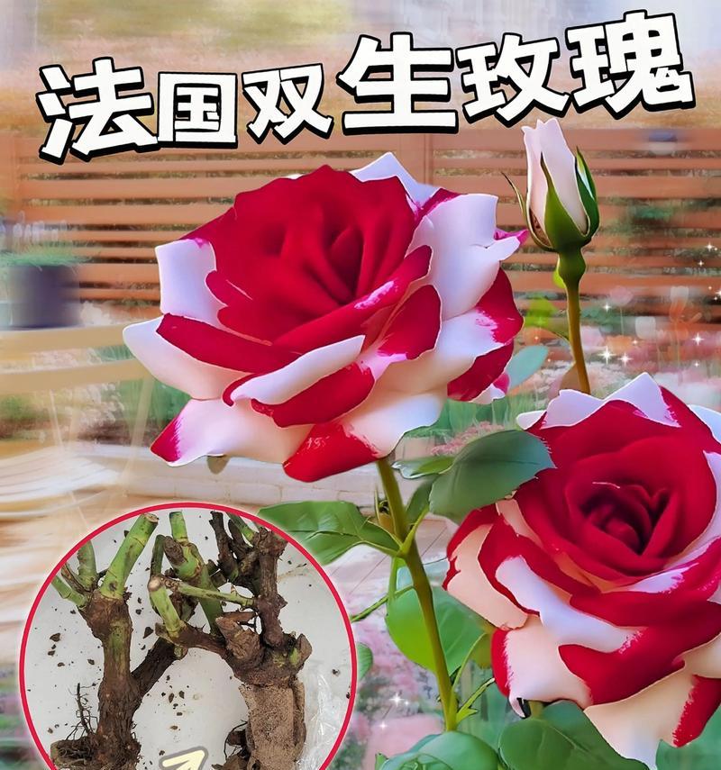 玫瑰下的花语有何寓意？
