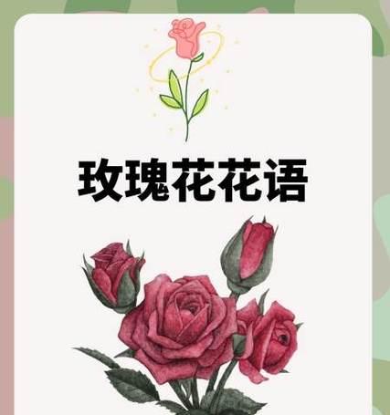 玫瑰下的花语有何寓意？