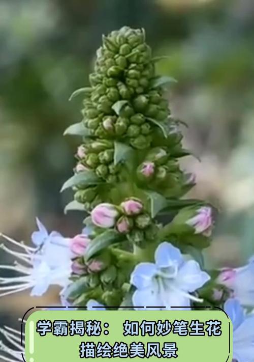 适合学霸的花语代表什么含义？