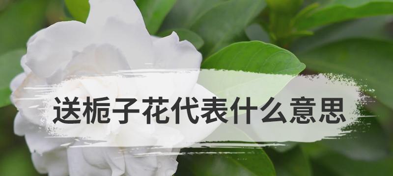 无花草的花语是什么呢？空花瓶的象征意义是什么？