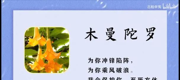 破碎花语表达的是什么情感？