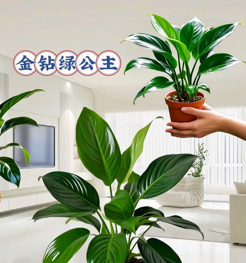 金钻绿公主的花语能传达什么信息？